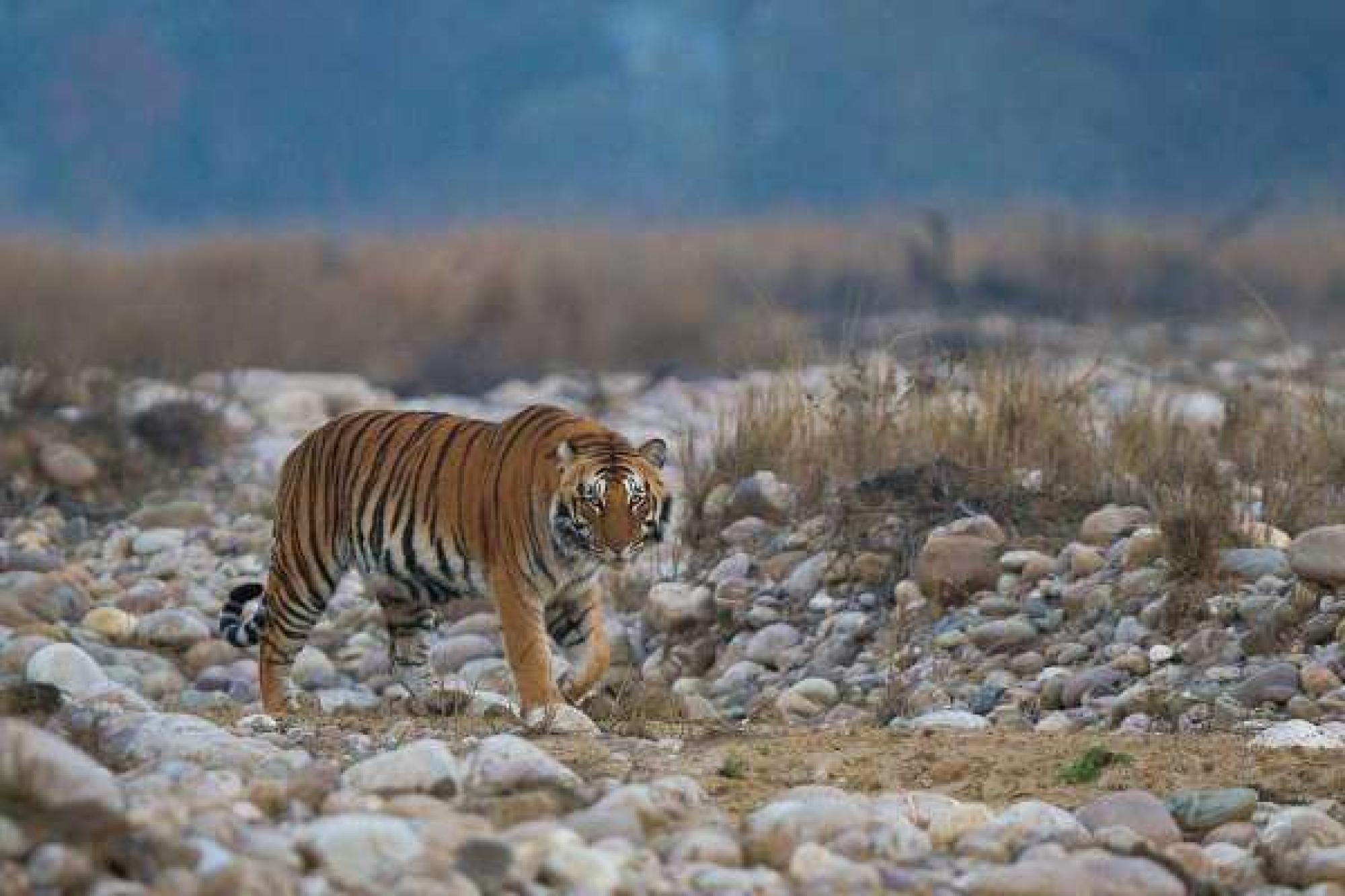 Golden Triangle Tour with Ranthambore